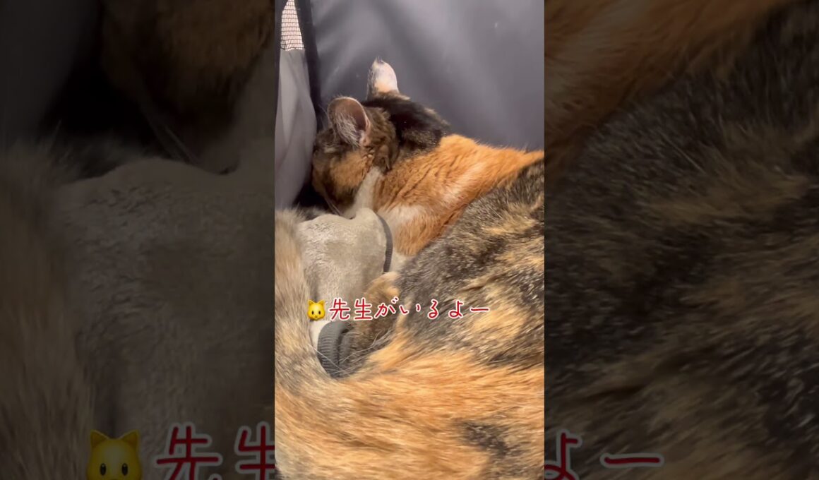 診察に来て先生の顔見た瞬間に『うわぁ』と言う猫【元病院猫のミケ】#shorts