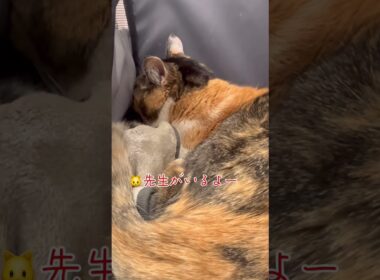 診察に来て先生の顔見た瞬間に『うわぁ』と言う猫【元病院猫のミケ】#shorts