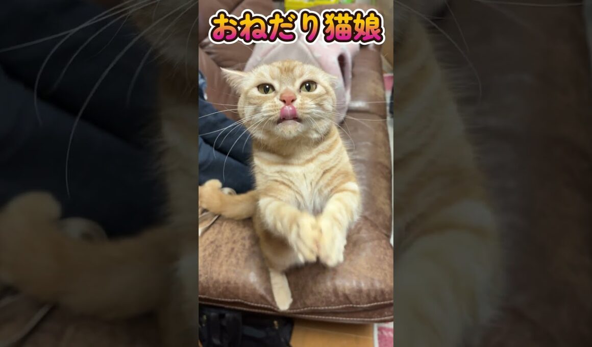 【猫娘　四女むぎ】ちょうだいちょうだい #アメリカンショートヘア #ネコ