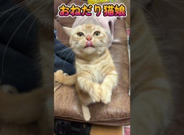 【猫娘　四女むぎ】ちょうだいちょうだい #アメリカンショートヘア #ネコ