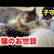 子猫たちのお世話をする先住猫が優しすぎます