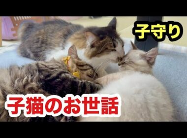 子猫たちのお世話をする先住猫が優しすぎます