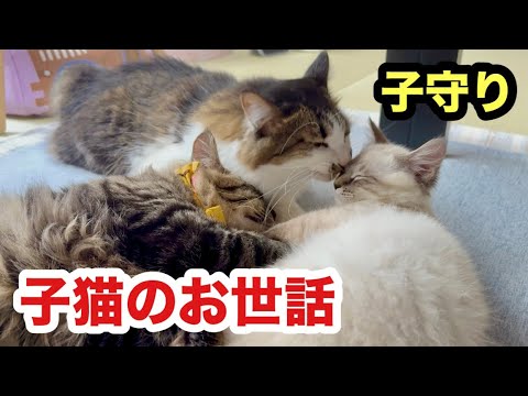 子猫たちのお世話をする先住猫が優しすぎます