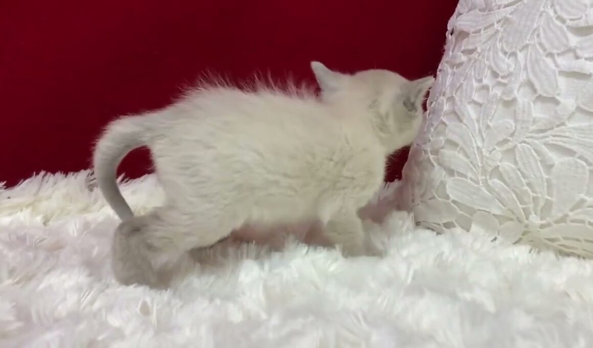 トンキニーズ とっても可愛いプラチナミンクの女の子。