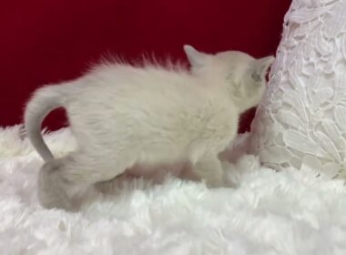 トンキニーズ とっても可愛いプラチナミンクの女の子。