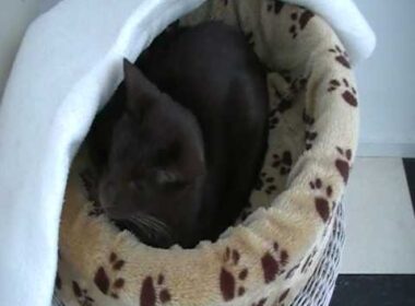 My Havana Brown cat Stimpy