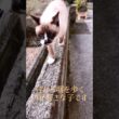 塀を歩くシャム猫さん#猫#ねこ#cat#Shorts