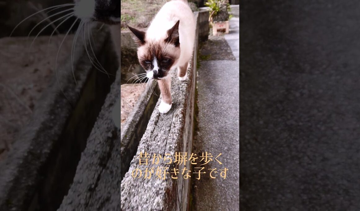 塀を歩くシャム猫さん#猫#ねこ#cat#Shorts