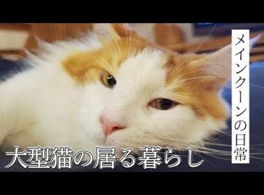 「ごはん」って喋る猫│メインクーンの食欲の秋が凄すぎた..