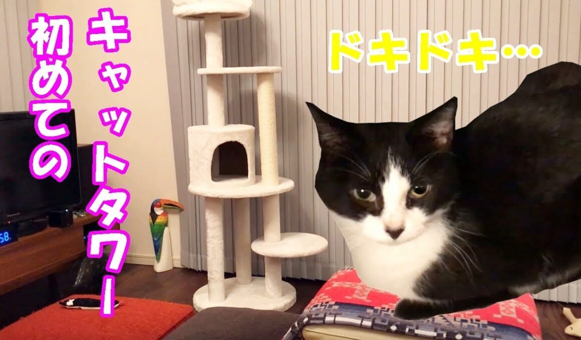 【猫】初めてのキャットタワー！ビビリなおむすびさんの反応は？