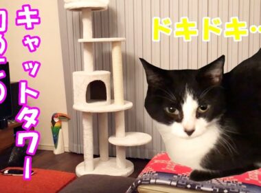 【猫】初めてのキャットタワー！ビビリなおむすびさんの反応は？