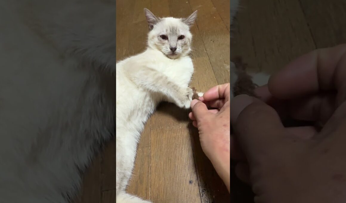 床で休むシャムの子ネコ雫にナデナデと壊れたネコジャラシの頭。雫、ゴロンゴロン