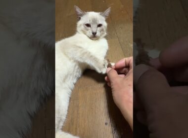 床で休むシャムの子ネコ雫にナデナデと壊れたネコジャラシの頭。雫、ゴロンゴロン