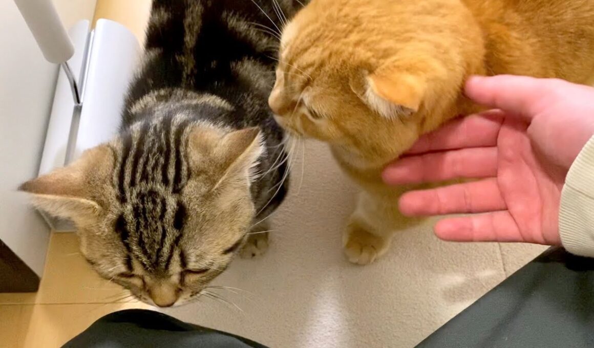 帰宅直後は暫く床で過ごす理由。