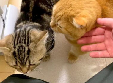 帰宅直後は暫く床で過ごす理由。