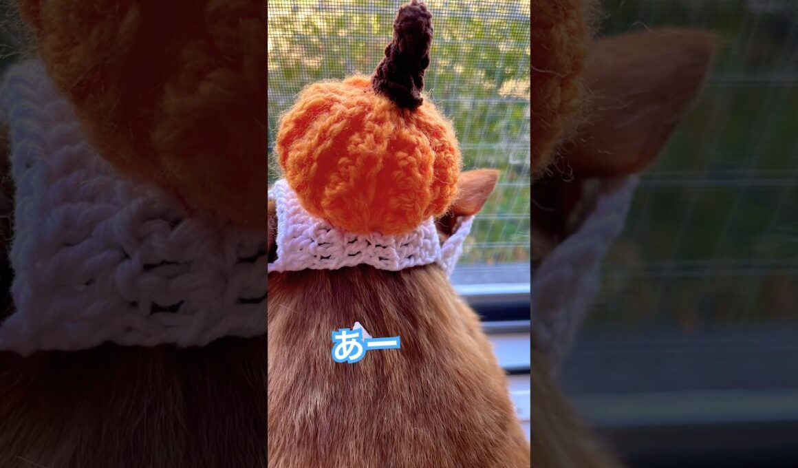 情熱だけなら誰にも負けにゃい猫と隣の猫の会話 #cat #猫のいる暮らし #shorts