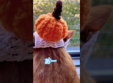 情熱だけなら誰にも負けにゃい猫と隣の猫の会話 #cat #猫のいる暮らし #shorts