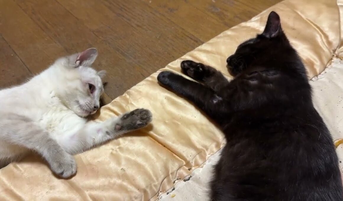 小さなテーブルの下から、シャムの子ネコ雫ちゃん、モジモジ移動して、黒猫の黒夢の元へ、可愛く