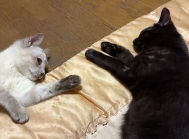 小さなテーブルの下から、シャムの子ネコ雫ちゃん、モジモジ移動して、黒猫の黒夢の元へ、可愛く