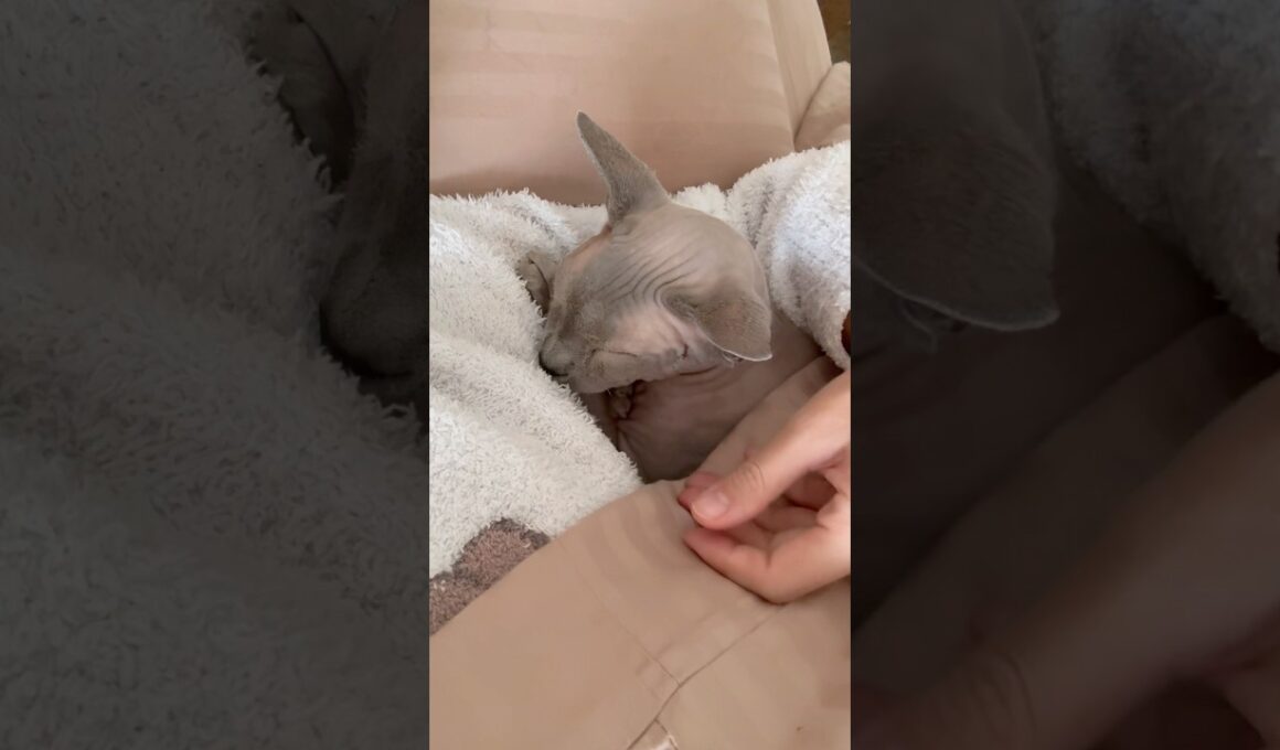 ママの腕枕が大好きな猫スルタン【スフィンクス】