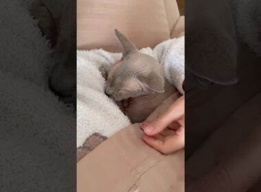 ママの腕枕が大好きな猫スルタン【スフィンクス】