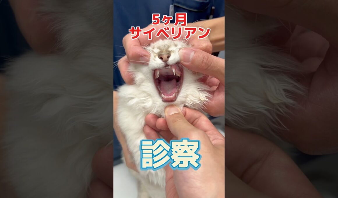 ここ3日間毎日吐いてる5ヶ月のサイベリアンが動物病院にやって来た！