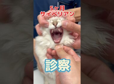 ここ3日間毎日吐いてる5ヶ月のサイベリアンが動物病院にやって来た！