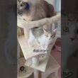 先住猫が生後3ヶ月の保護子猫を見守る様子にほっこりする  #shorts  #子猫動画 #猫のいる暮らし