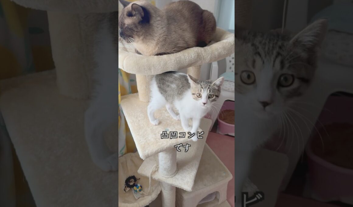 先住猫が生後3ヶ月の保護子猫を見守る様子にほっこりする  #shorts  #子猫動画 #猫のいる暮らし