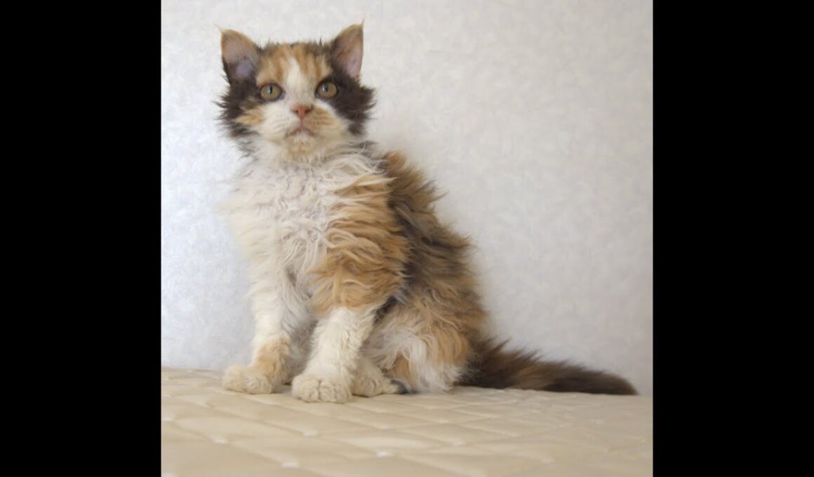 セルカークレックス子猫　Selkirk Rex　2025.5.28産まれ　キャリコ　三毛猫　巻き毛　女の子　シーダキャット猫のお店