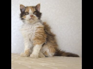 セルカークレックス子猫　Selkirk Rex　2025.5.28産まれ　キャリコ　三毛猫　巻き毛　女の子　シーダキャット猫のお店