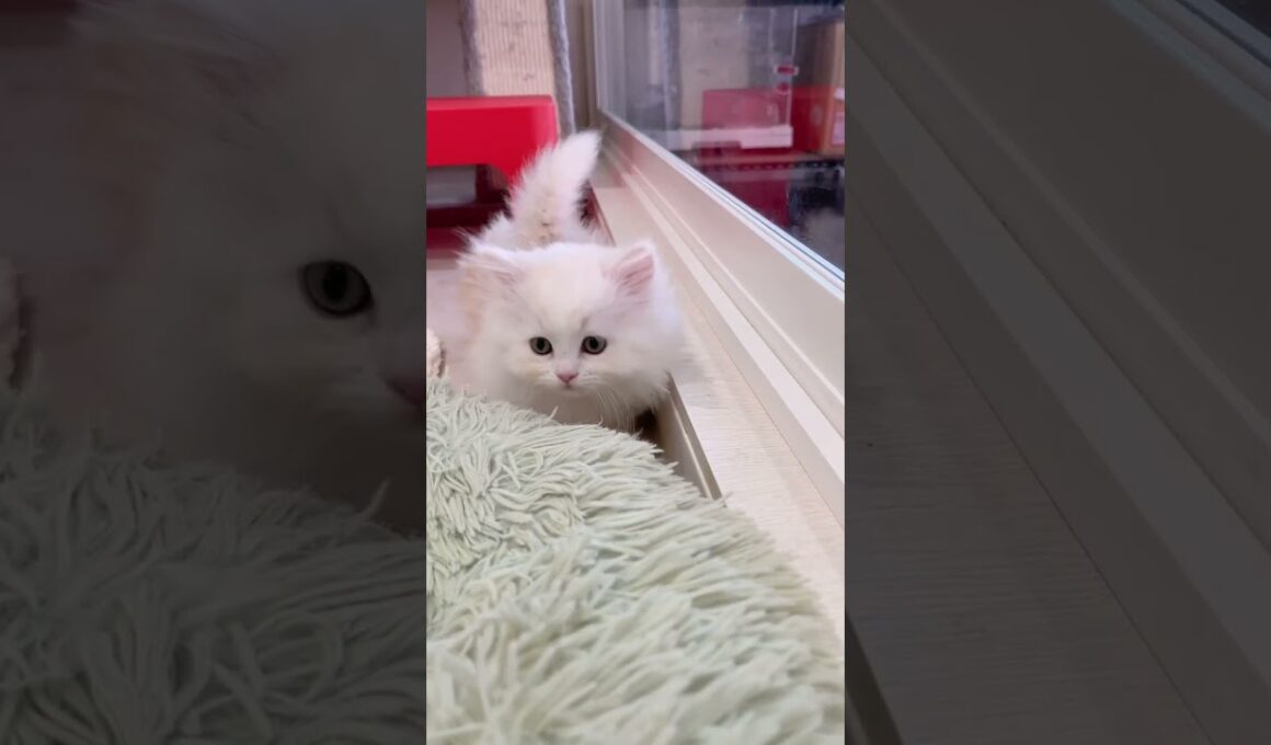 【今日もふ】マンチ立ちが上手♡めちゃかわ極短足マンチカン男の子