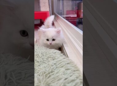 【今日もふ】マンチ立ちが上手♡めちゃかわ極短足マンチカン男の子