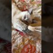 シャムの子ネコ雫に、ネコジャラシ。引いたり、寄せたりしたら、可愛すぎたｗ