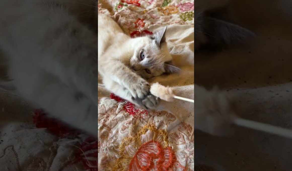 シャムの子ネコ雫に、ネコジャラシ。引いたり、寄せたりしたら、可愛すぎたｗ