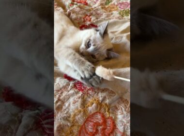 シャムの子ネコ雫に、ネコジャラシ。引いたり、寄せたりしたら、可愛すぎたｗ