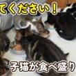 『助けてください！』子猫が食べ盛り過ぎる