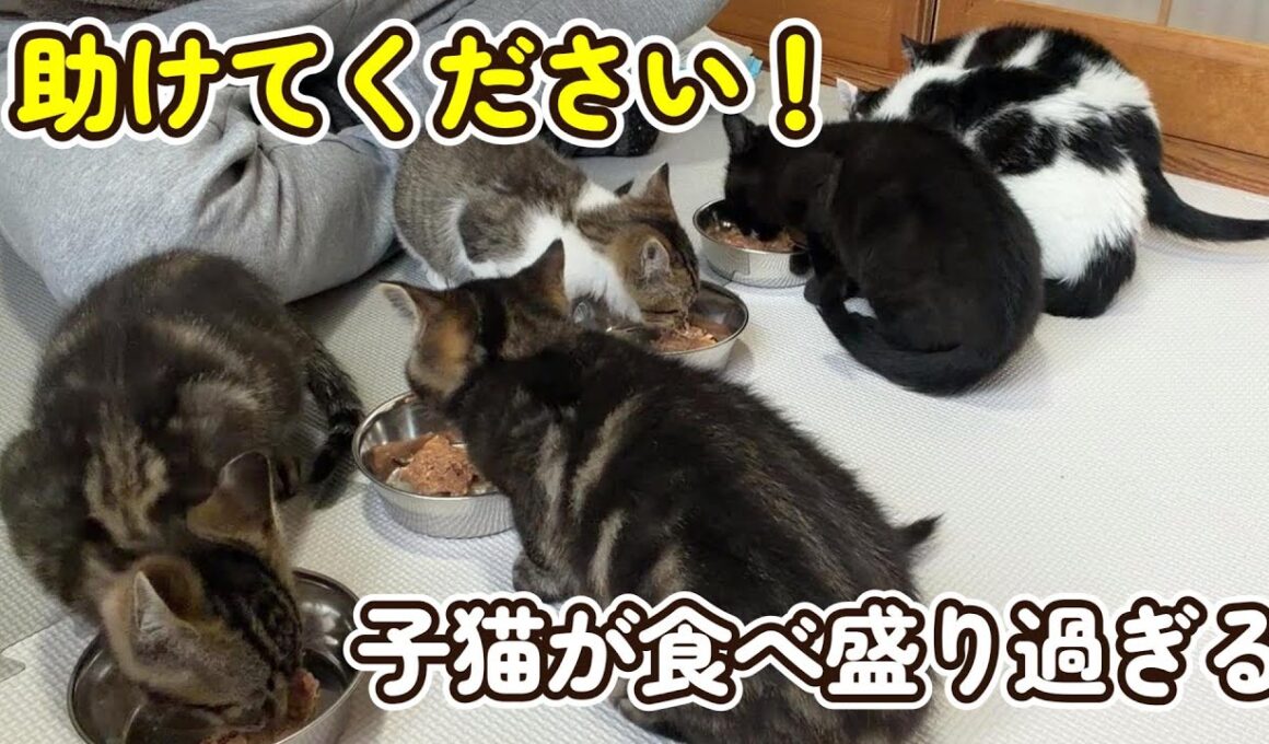 『助けてください！』子猫が食べ盛り過ぎる