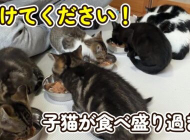 『助けてください！』子猫が食べ盛り過ぎる