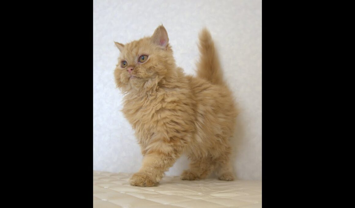 セルカークレックス子猫　Selkirk Rex　2025.5.28産まれ　レッドタビー　巻き毛　セミロング　男の子　シーダキャット猫のお店