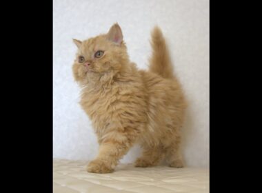 セルカークレックス子猫　Selkirk Rex　2025.5.28産まれ　レッドタビー　巻き毛　セミロング　男の子　シーダキャット猫のお店