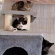 【保護子猫】3匹だった子猫が4匹になりました