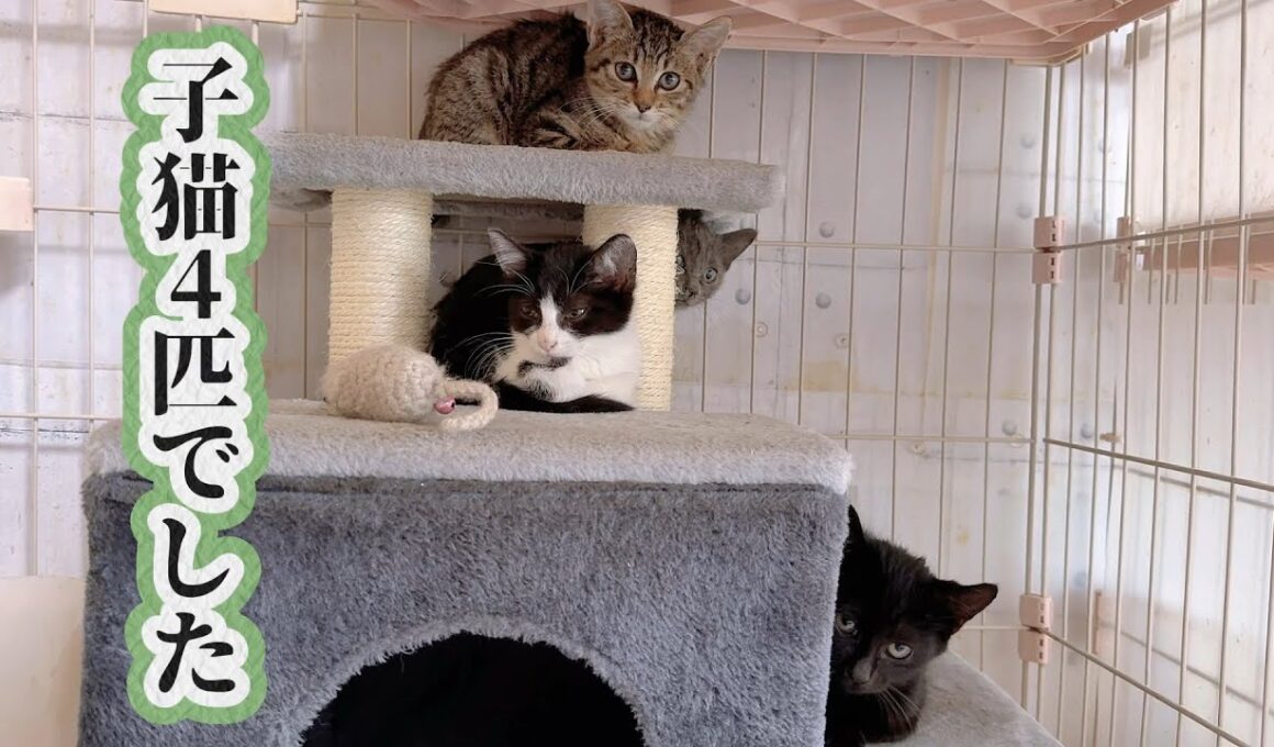 【保護子猫】3匹だった子猫が4匹になりました