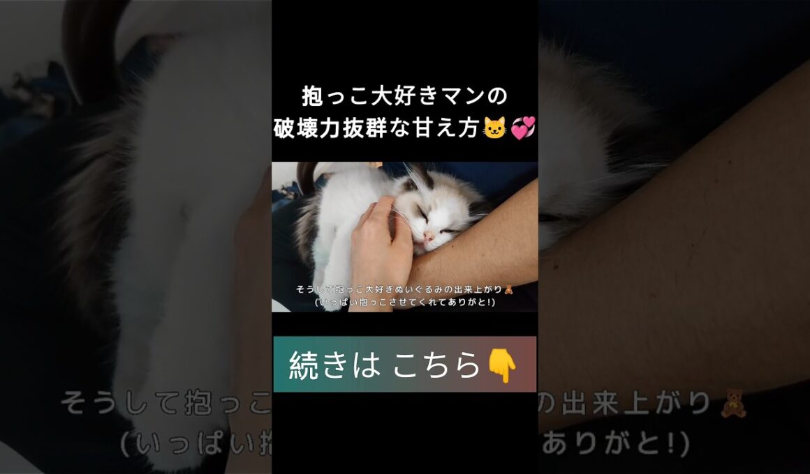 #shorts #ラグドール #子猫 #甘えん坊猫 #ぬいぐるみ猫 #ragdollcat