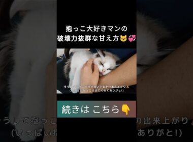 #shorts #ラグドール #子猫 #甘えん坊猫 #ぬいぐるみ猫 #ragdollcat