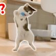 人間みたいに２足歩行で珍行動する子猫が面白い笑