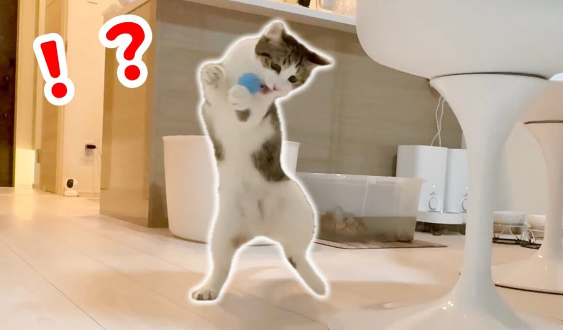 人間みたいに２足歩行で珍行動する子猫が面白い笑