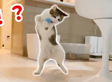 人間みたいに２足歩行で珍行動する子猫が面白い笑