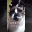 こちらを覗くシャム猫さん#猫#ねこ#cat#Shorts