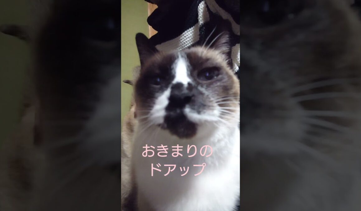 こちらを覗くシャム猫さん#猫#ねこ#cat#Shorts